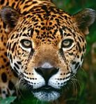 pic for Jaguar, Brasilia